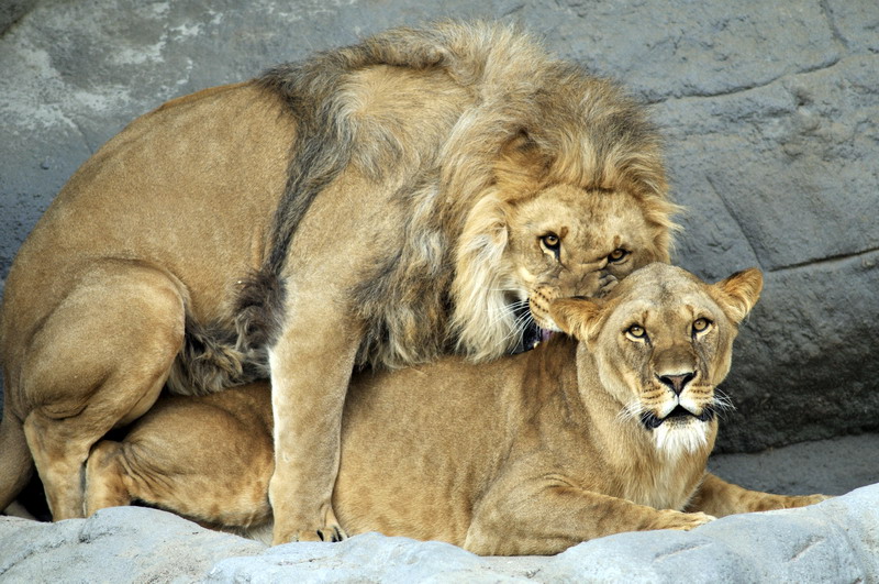 Lions at Hagenbeck, Hamburg