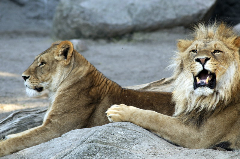 Lions at Hagenbeck, Hamburg