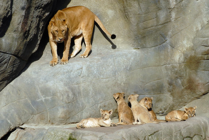 Lions at Hagenbeck, Hamburg