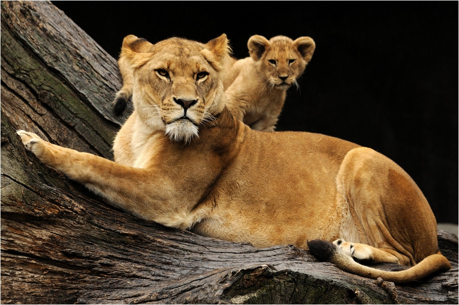 Lions at Hamburg