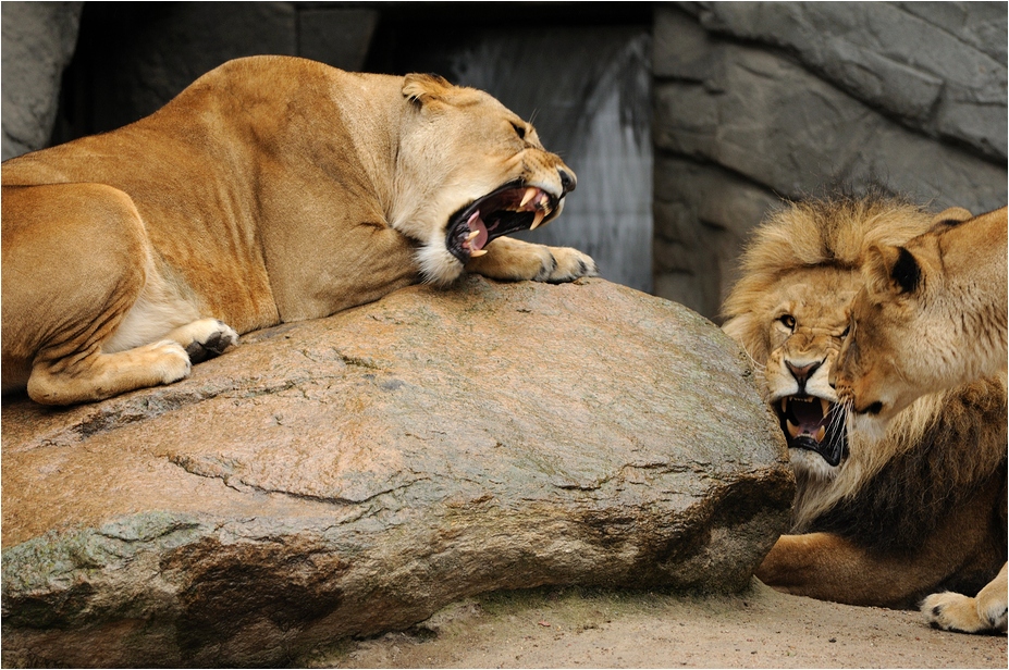 Lions at Hamburg