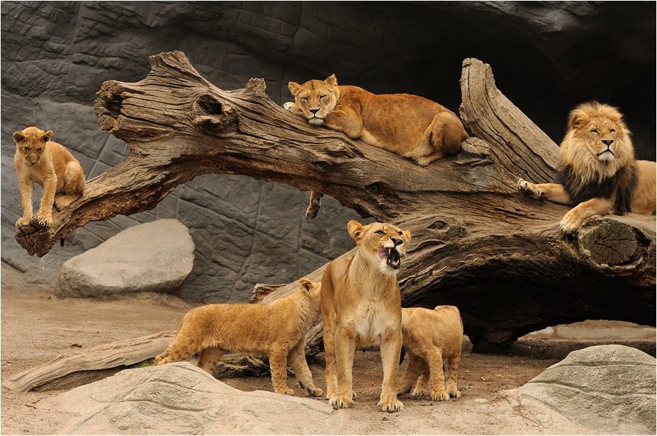 Lions at Hamburg