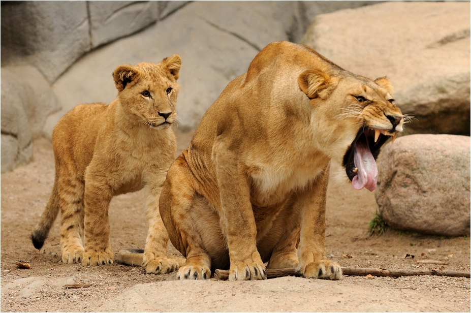 Lions at Hamburg