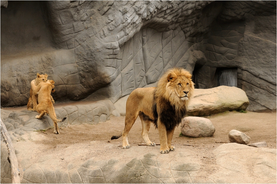 Lions at Hamburg