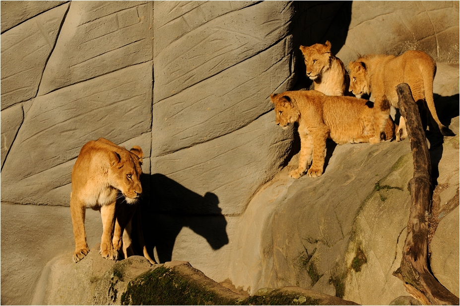 Lions at Hamburg