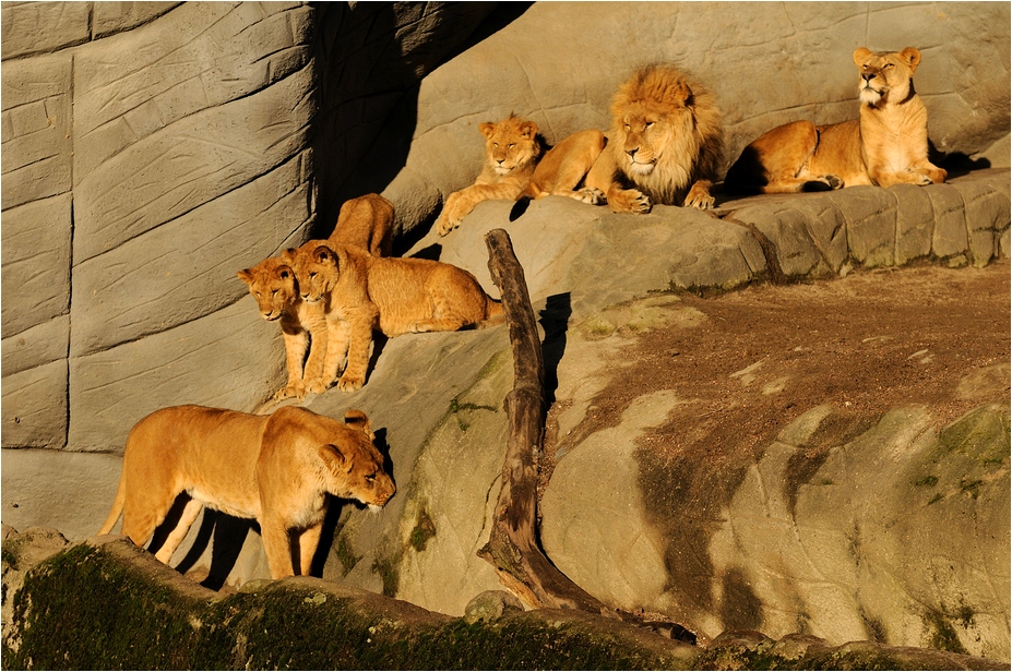 Lions at Hamburg
