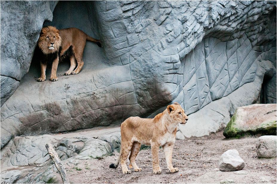 Lions at Hamburg
