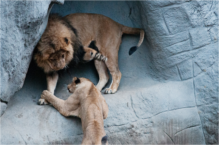 Lions at Hamburg