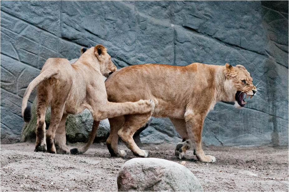 Lions at Hamburg