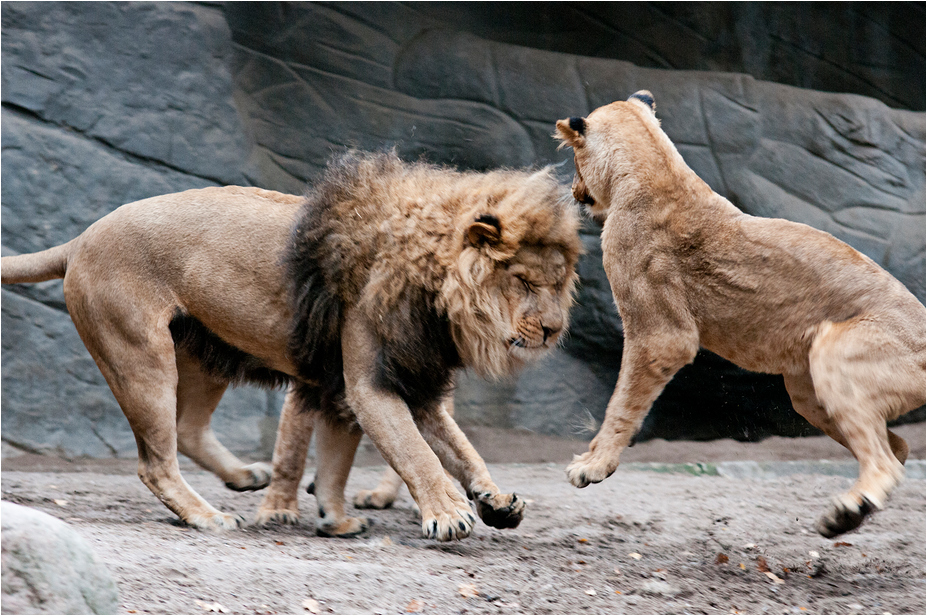 Lions at Hamburg