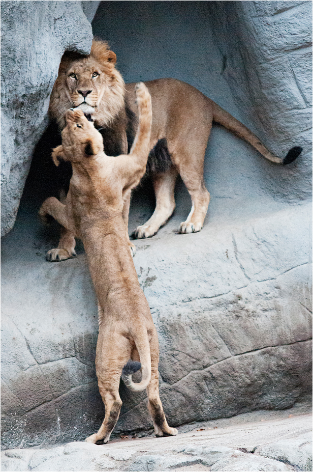 Lions at Hamburg
