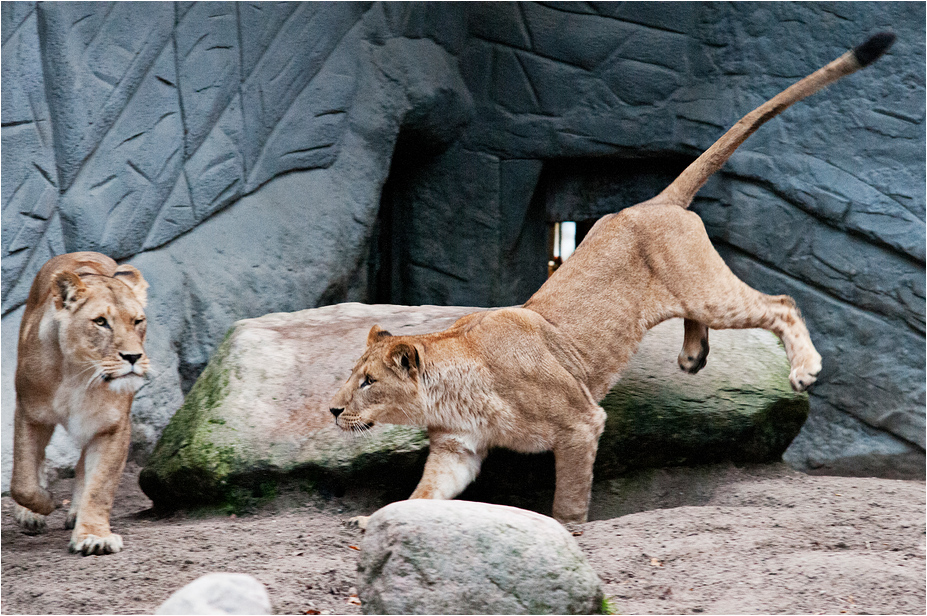 Lions at Hamburg