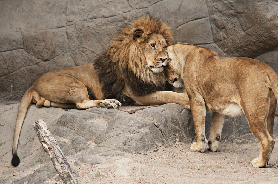 Lions at Hamburg