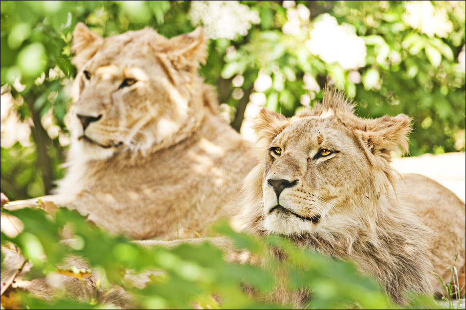 Lions at Hellabrunn, München