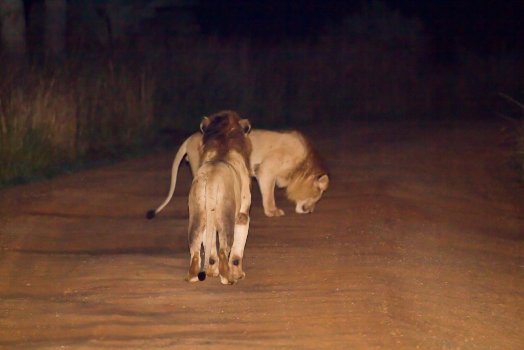 Lions at night