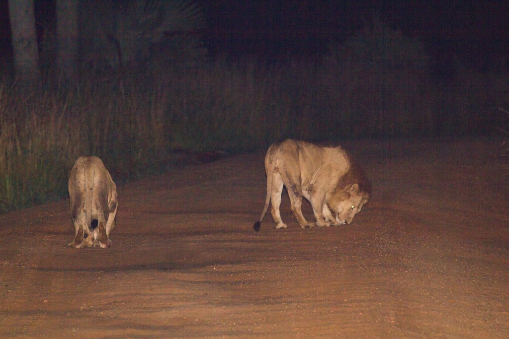 Lions at night