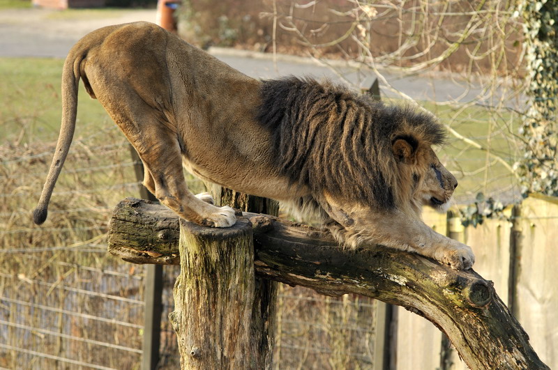 Lions at Schwerin Zoo