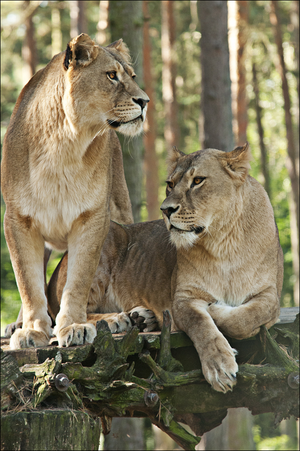 Lions at Serengeti Park