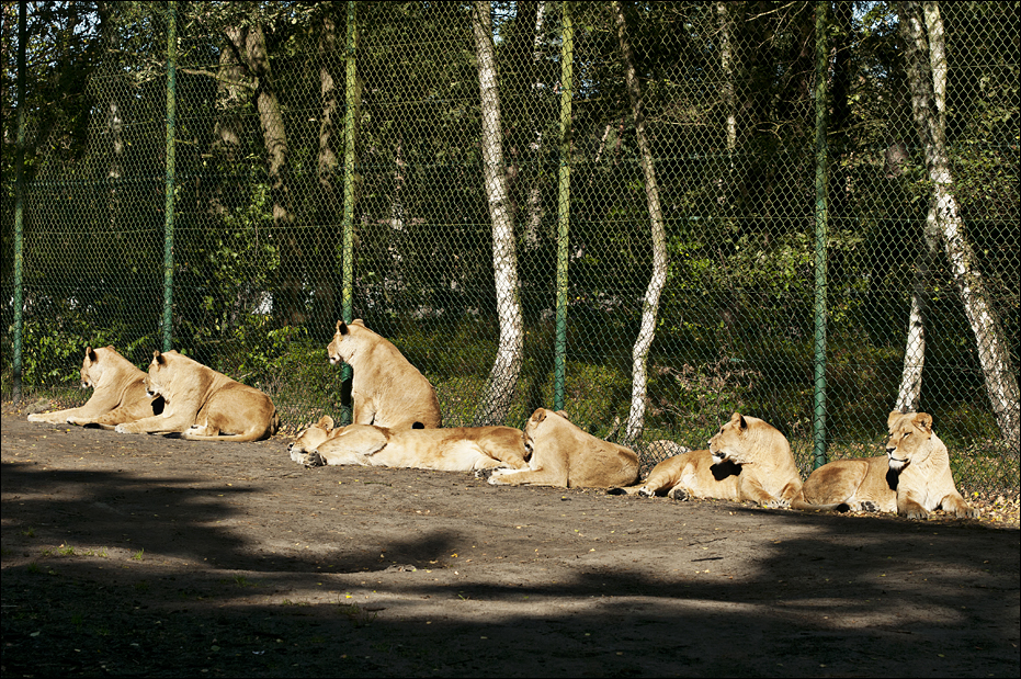 Lions at Serengeti Park