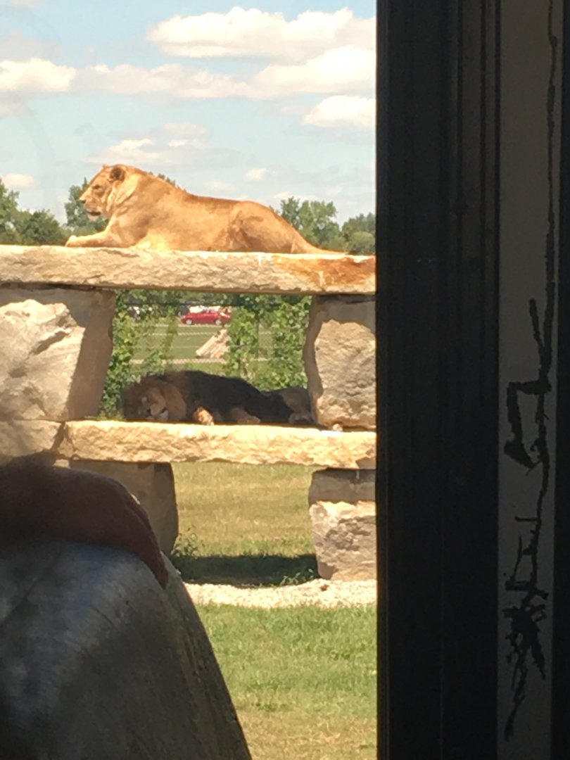 Lions at Simba Lion Country