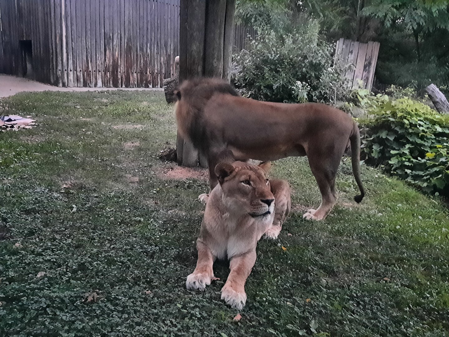 Lions at Sundown