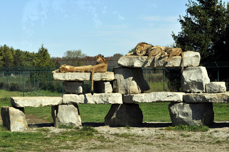 Lions at the african lion safari