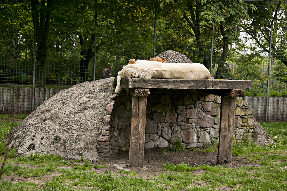 Lions at Thüle