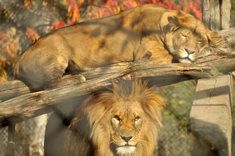 Lions at Twin Vally Zoo