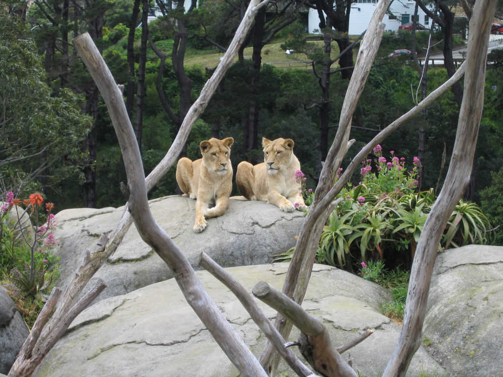 Lions at Wellington Zoo