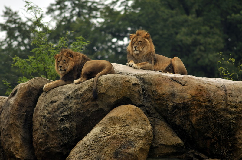 Lions at wuppertal zoo
