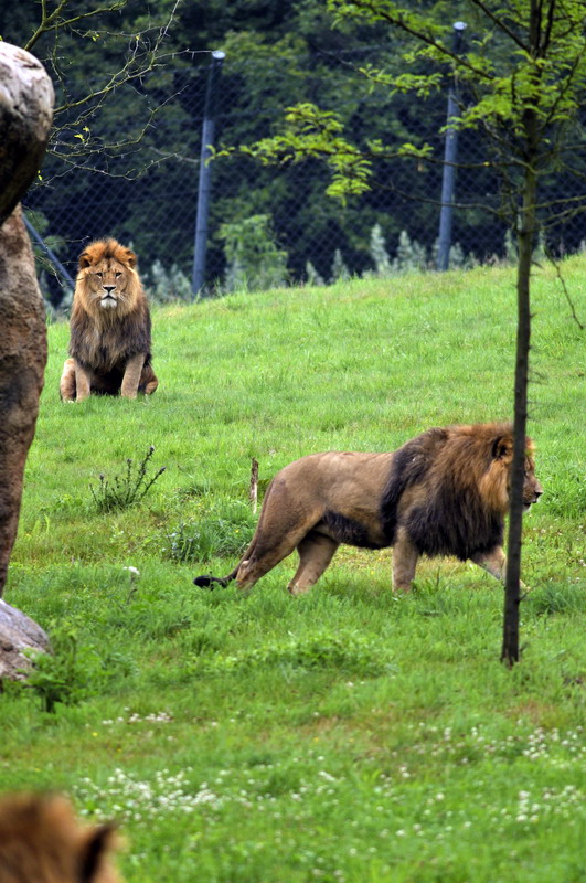 Lions at wuppertal zoo