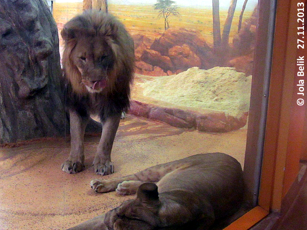 Lions at Zoo Hellbrunn Salzburg