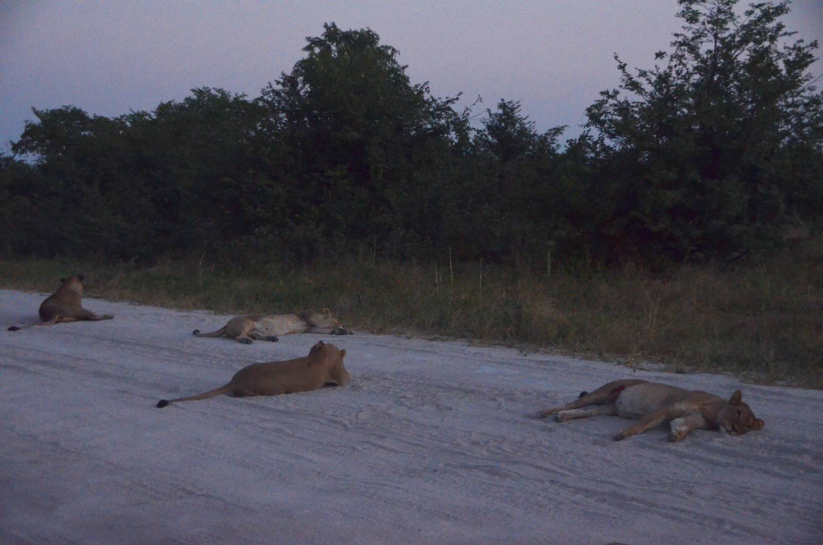 Lions by Twilight, Khwai Community Area, Botswana, 24/04/16