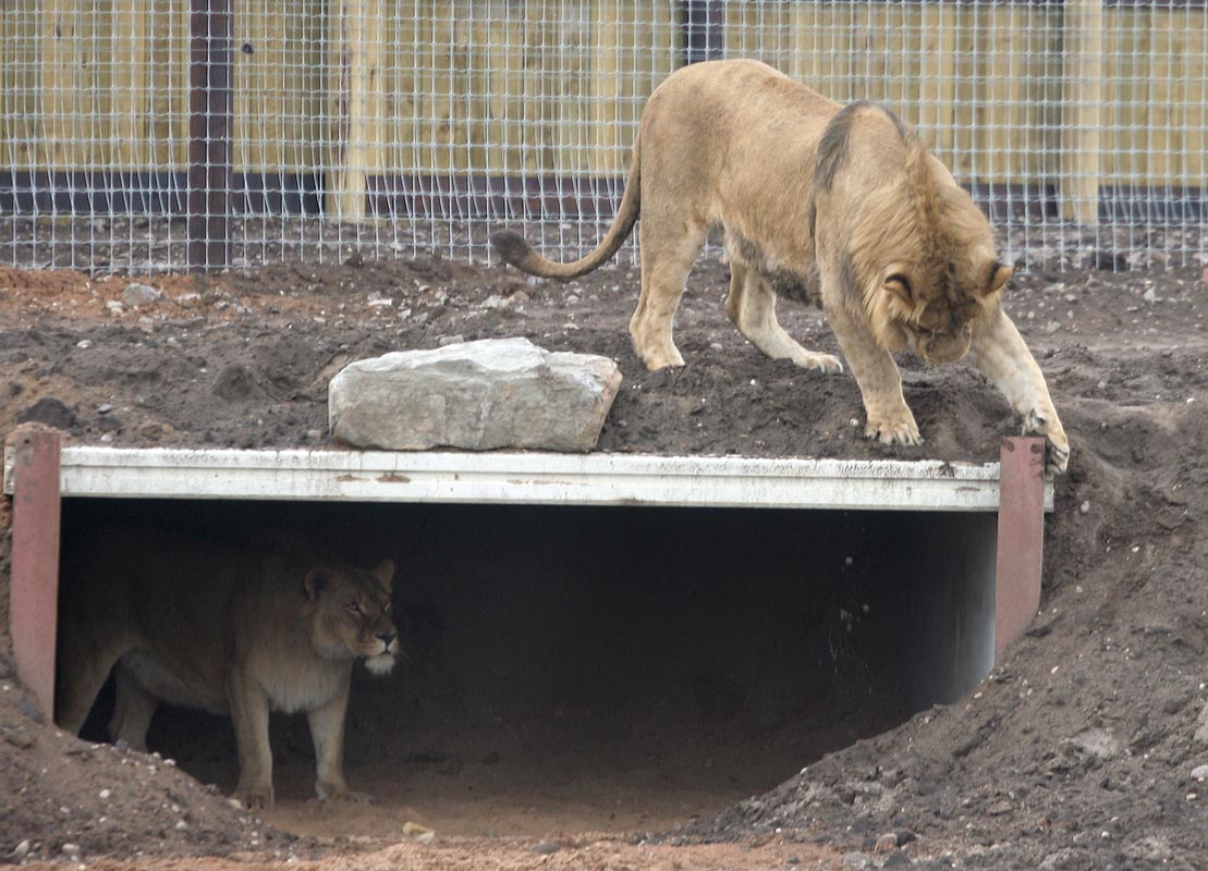Lions  - Cezar's pride - Alis and one of her sons