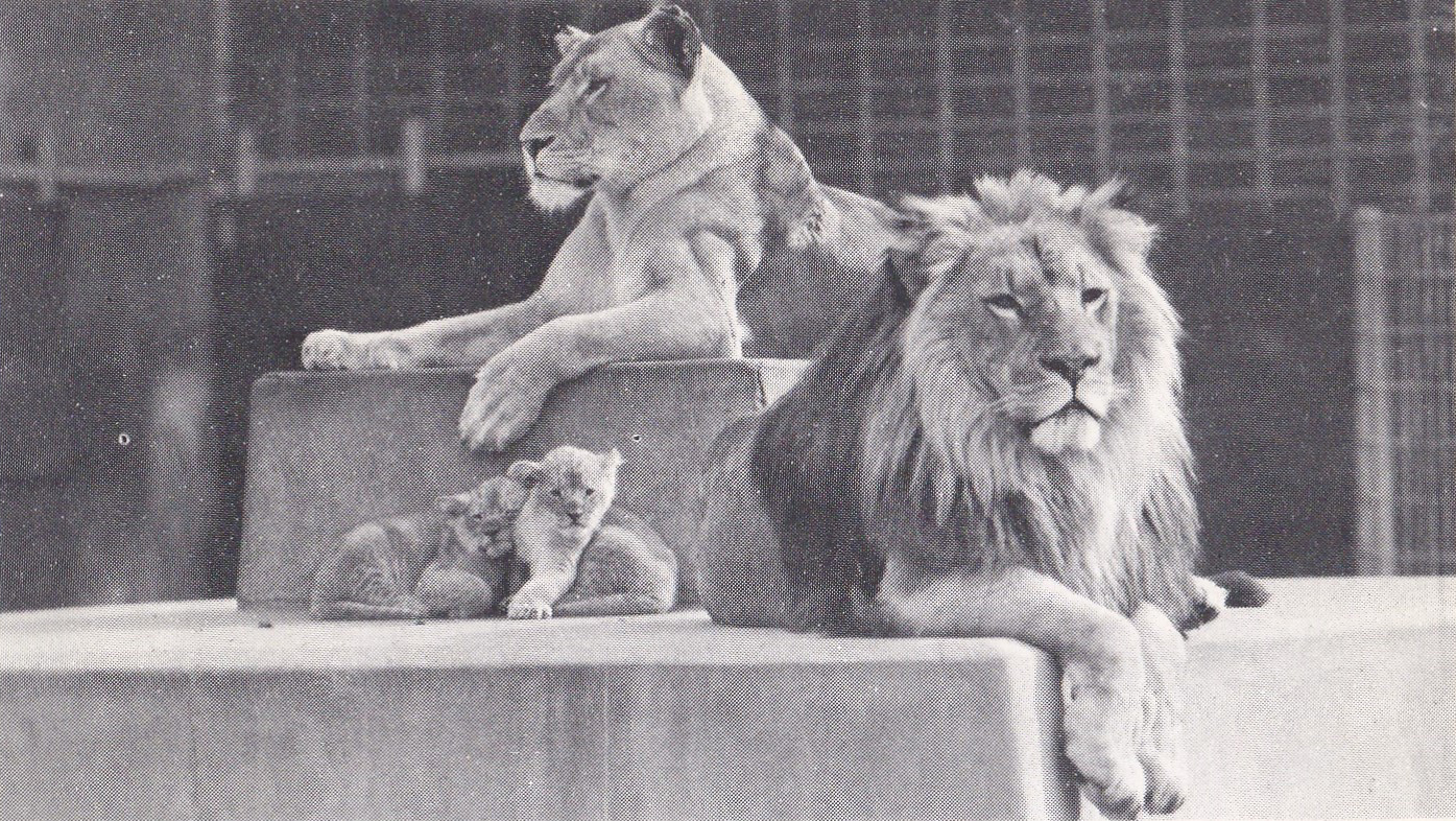 Lions - early 1970s