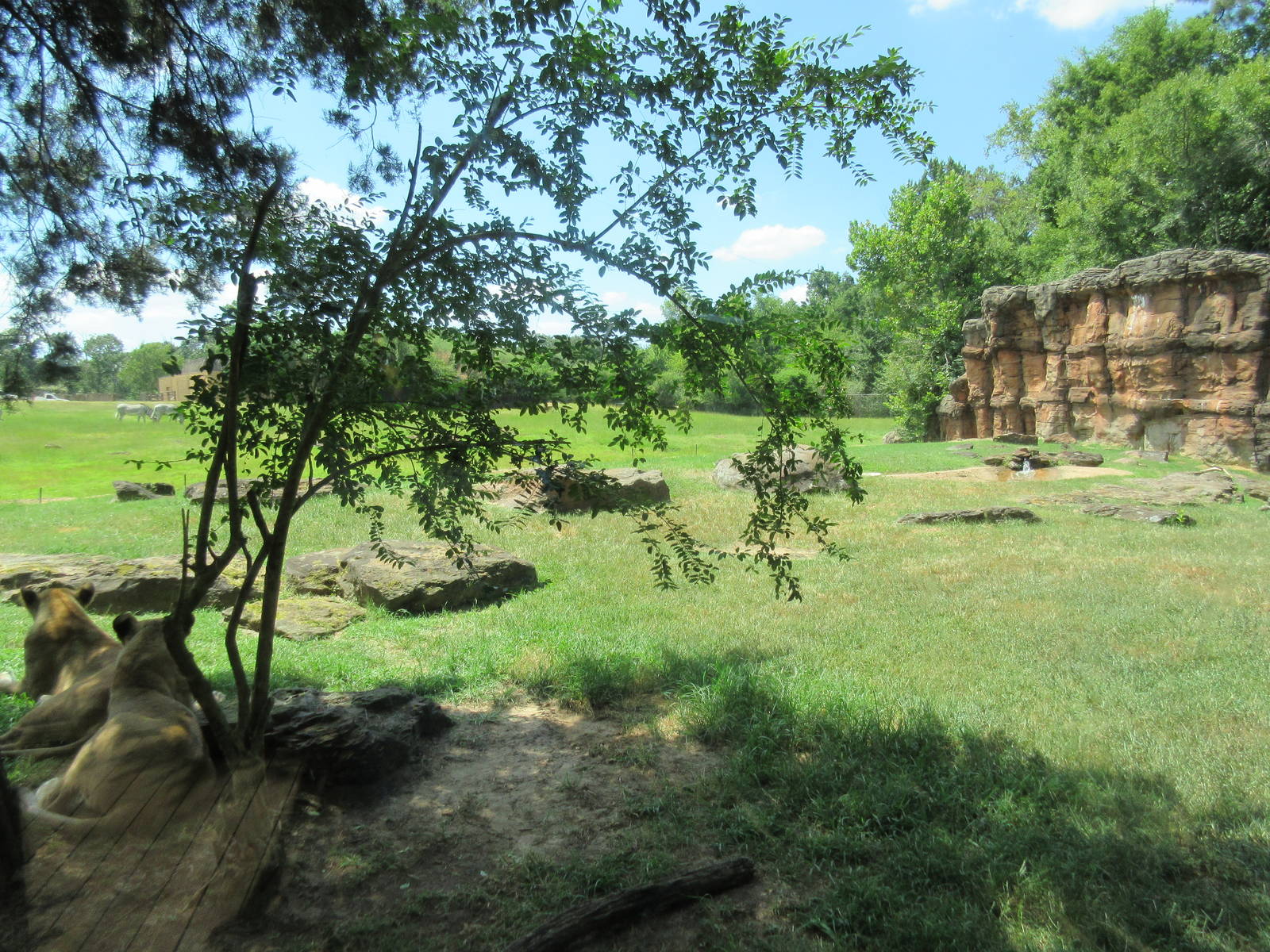 Lions + East African Savanna