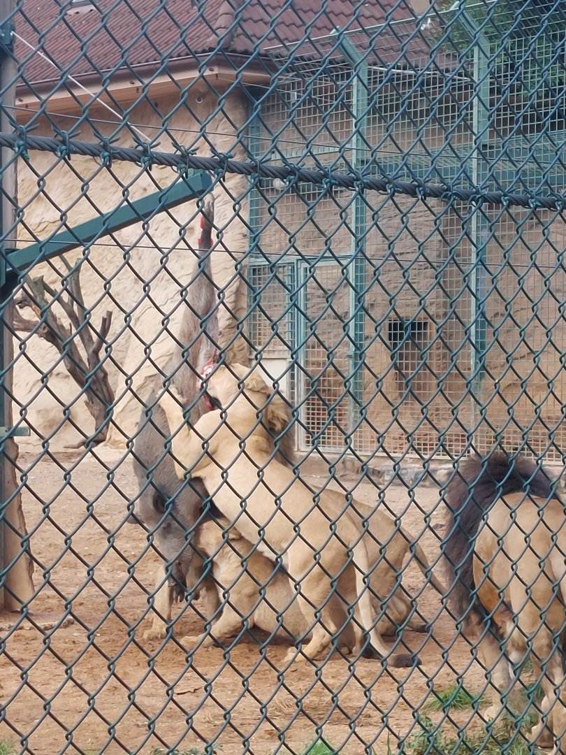 Lions eat a whole wild boar