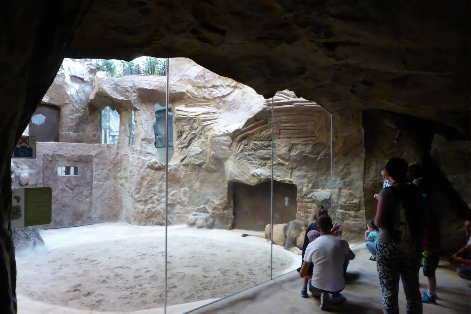 Lion's enclosure