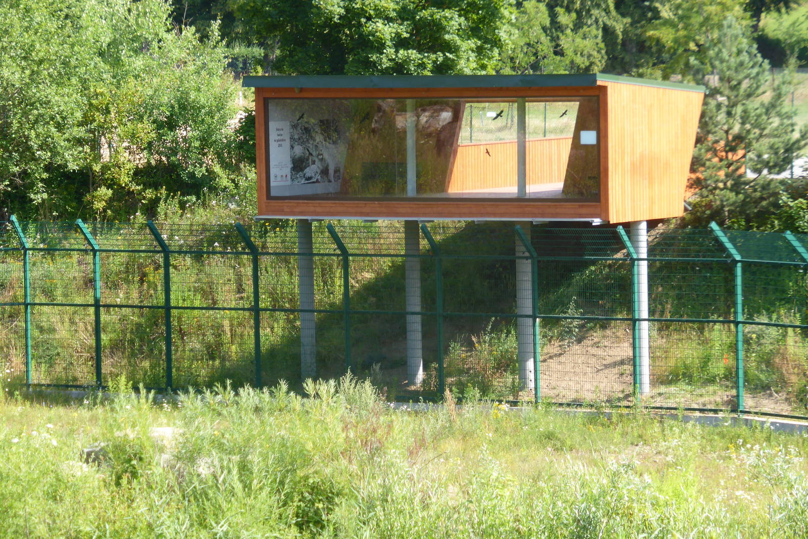Lion's enclosure