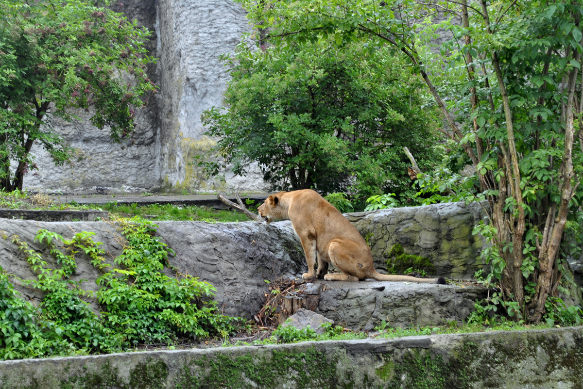 Lions exhibit
