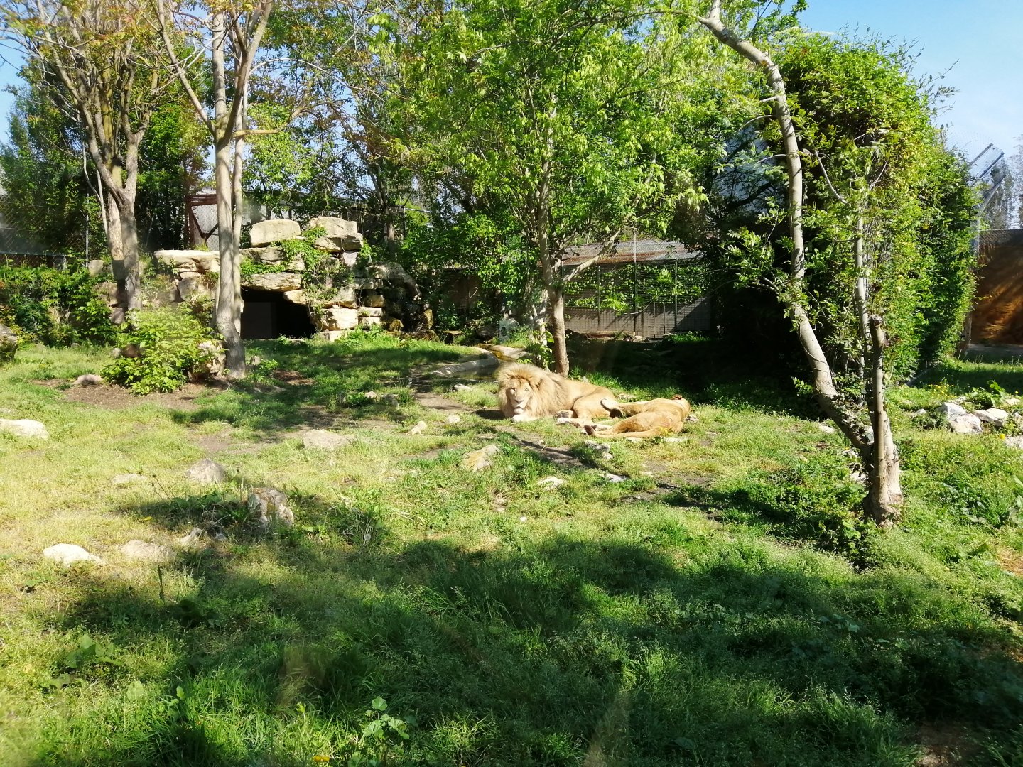 Lions Exhibit