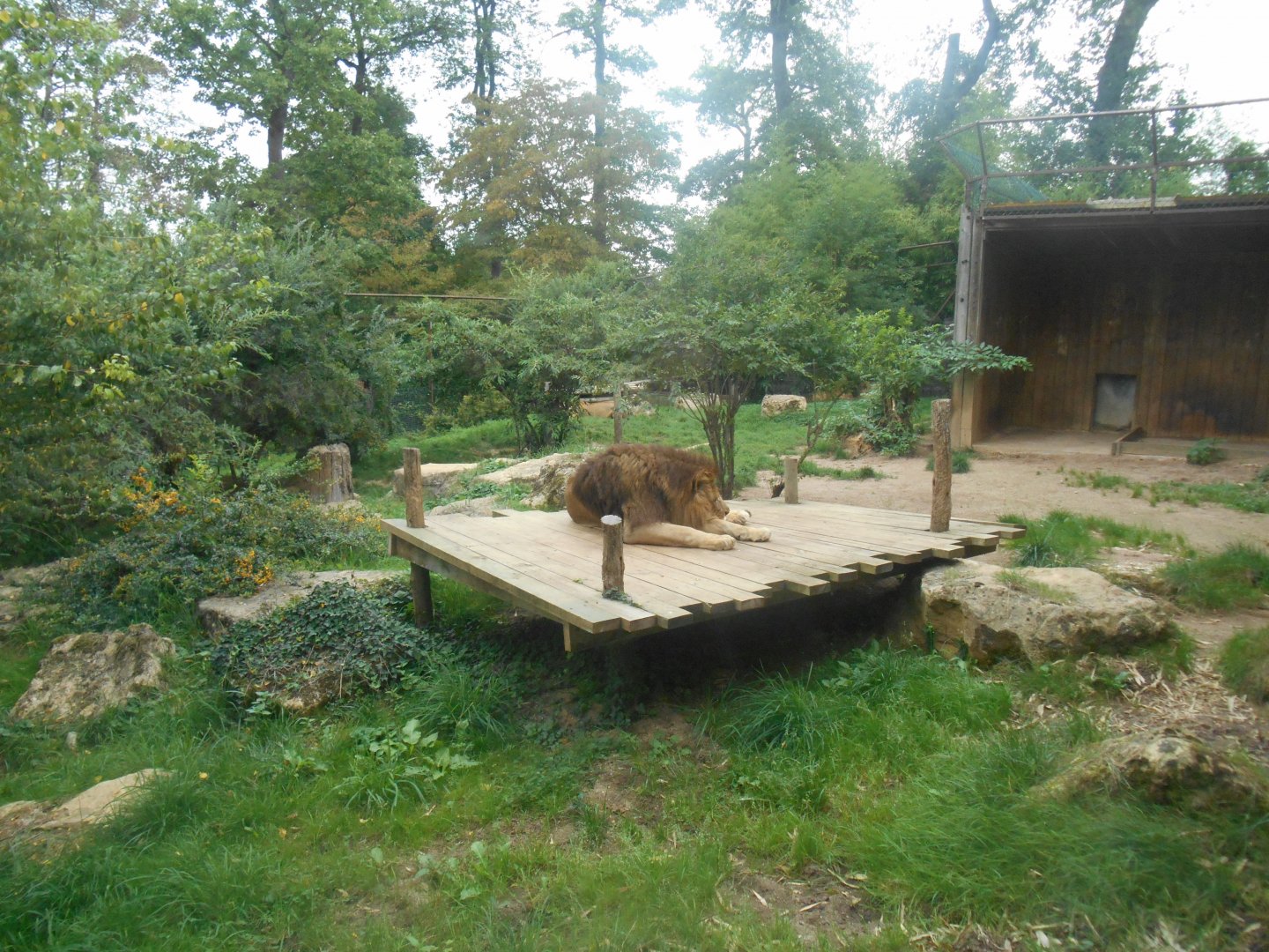 Lions Exhibit