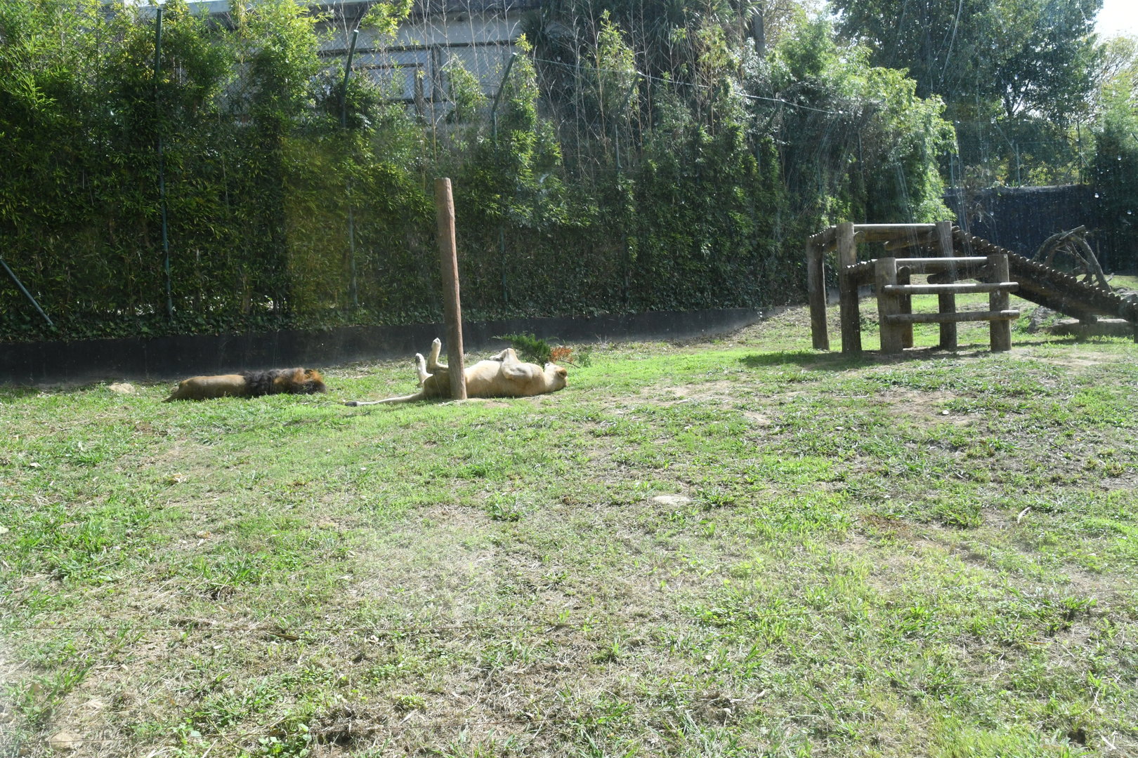 Lions exhibit
