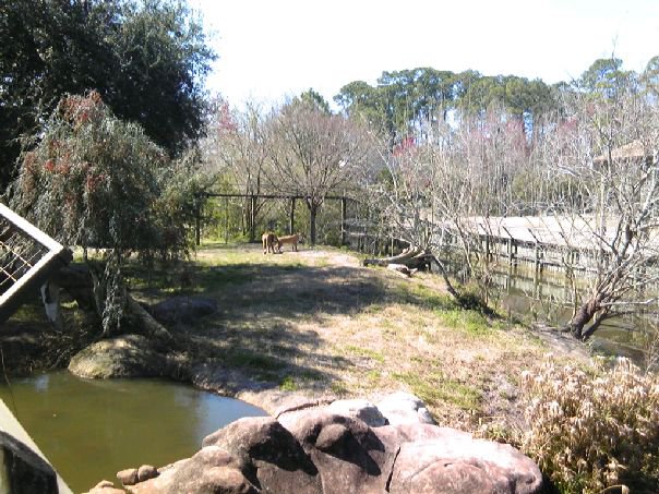 Lion's exhibit