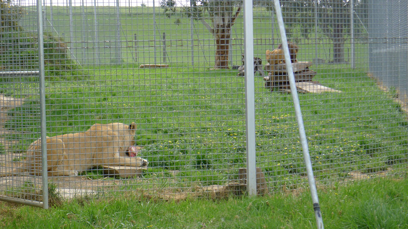 Lions feeding