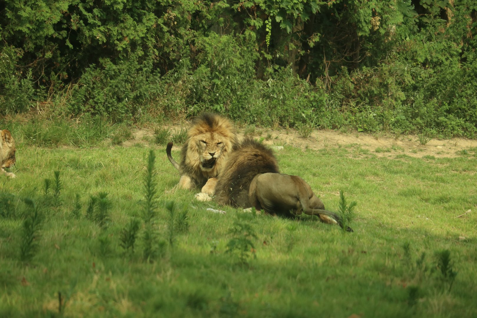 Lions fighting over a meal