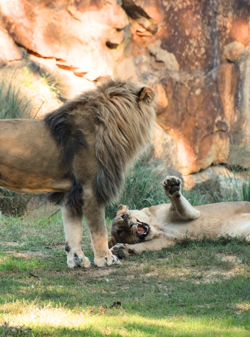 Lions fighting, Panthera leo