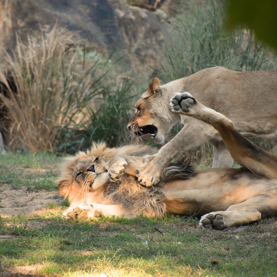 Lions fighting, Panthera leo