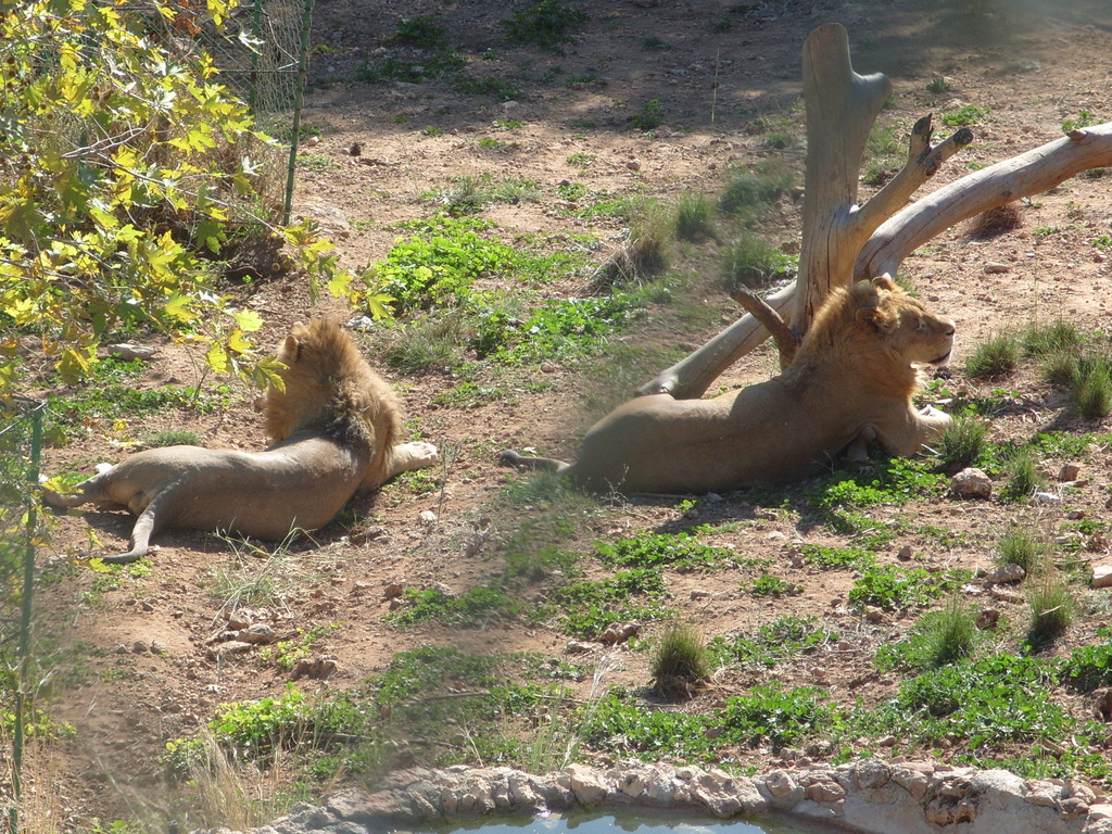 Lions in Antalya Zoo
