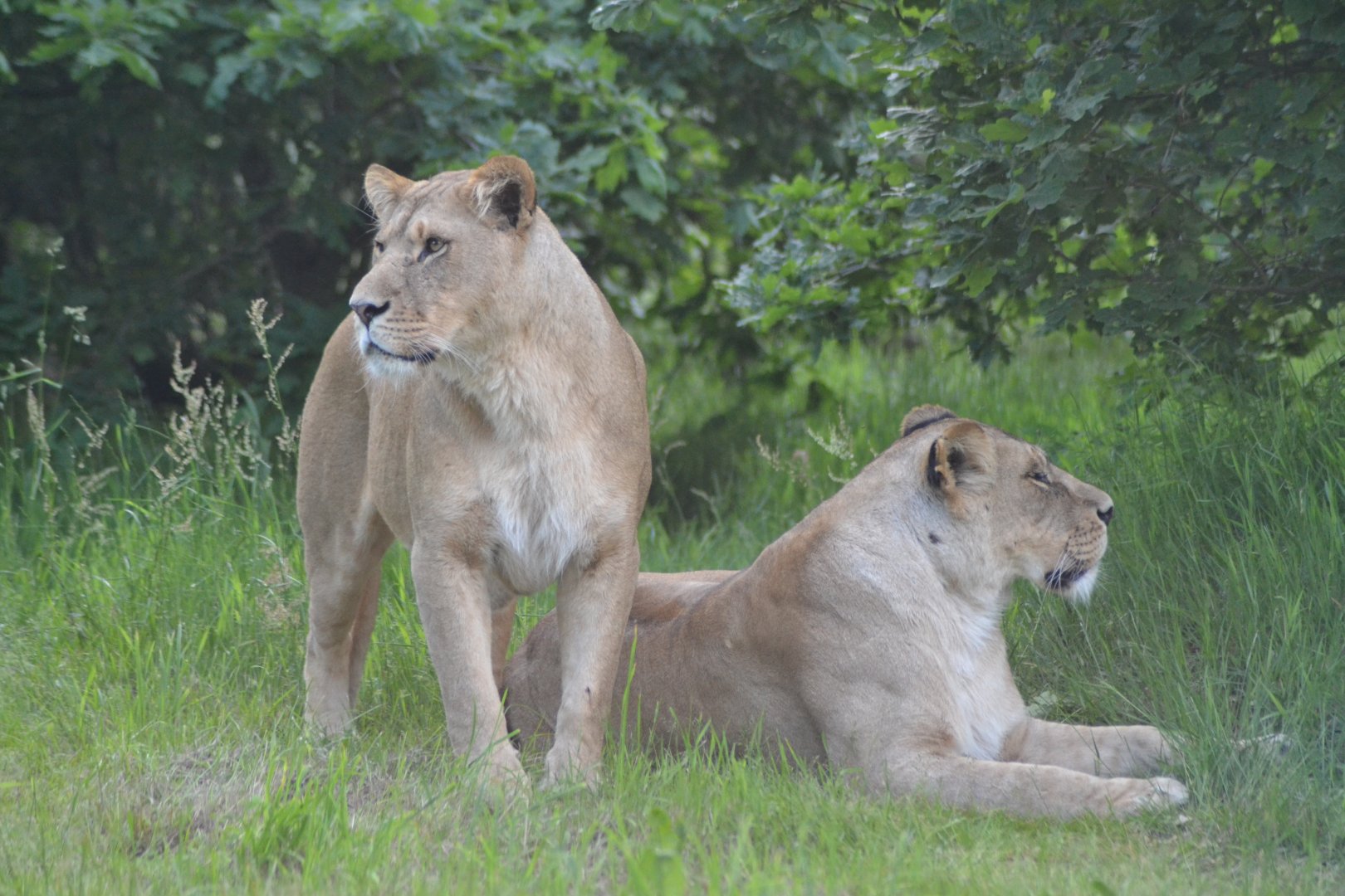Lions in Givskud Zoo